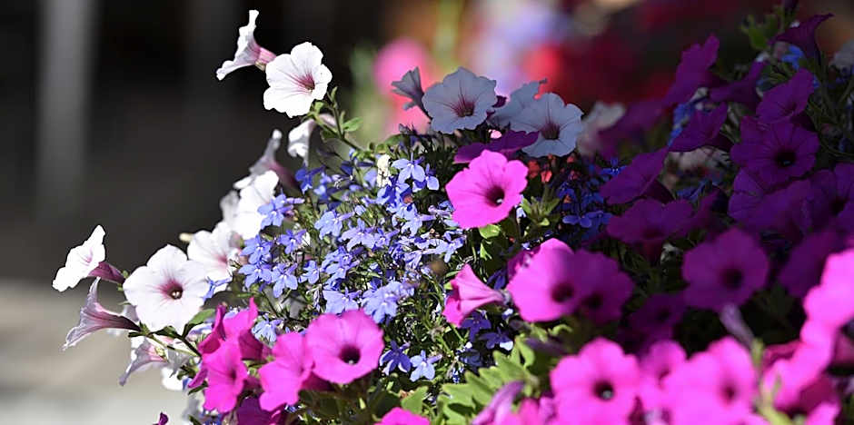 Hotel Galli's - Centro