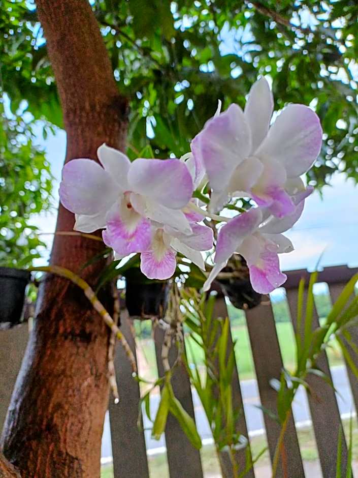 Walai House วลัยเฮ้าส์ กาญจนบุรี