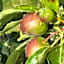 Athol Country Bed & Breakfast