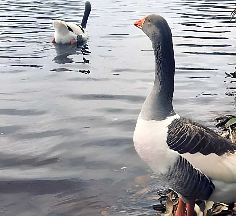 Bouganville Studio Brasília.