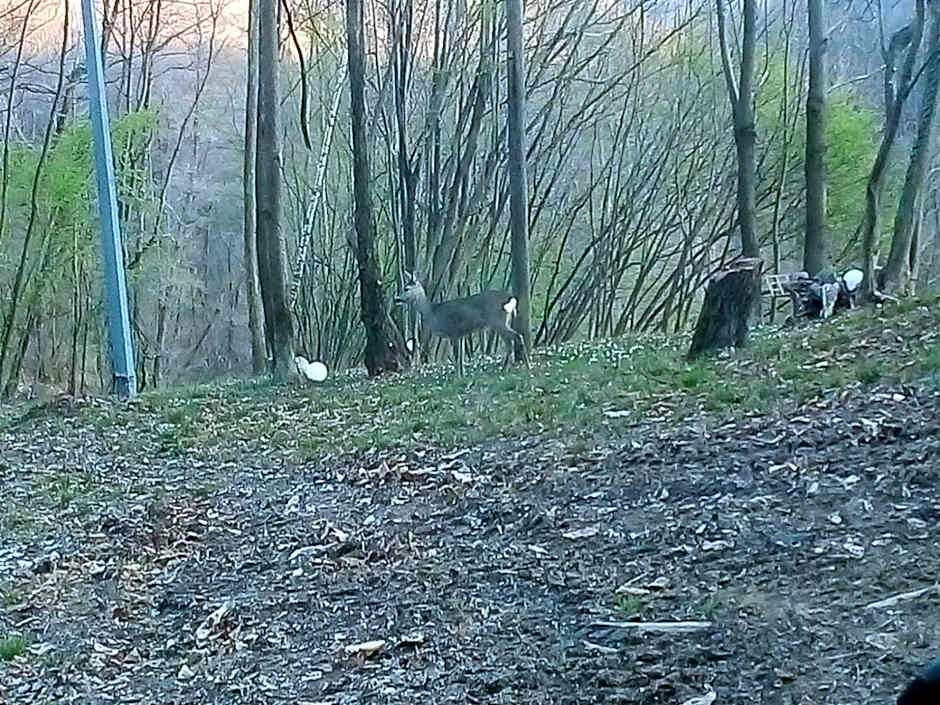 Appartamento La Casa nel Bosco