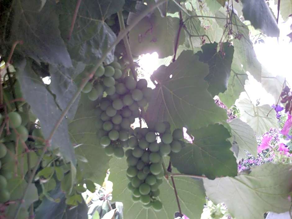 Il Giardino di Tonia - Oplontis Guest House - Bed & Garden -