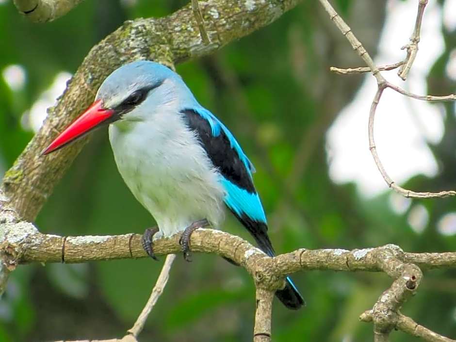 Hippo Waterfront Lodge