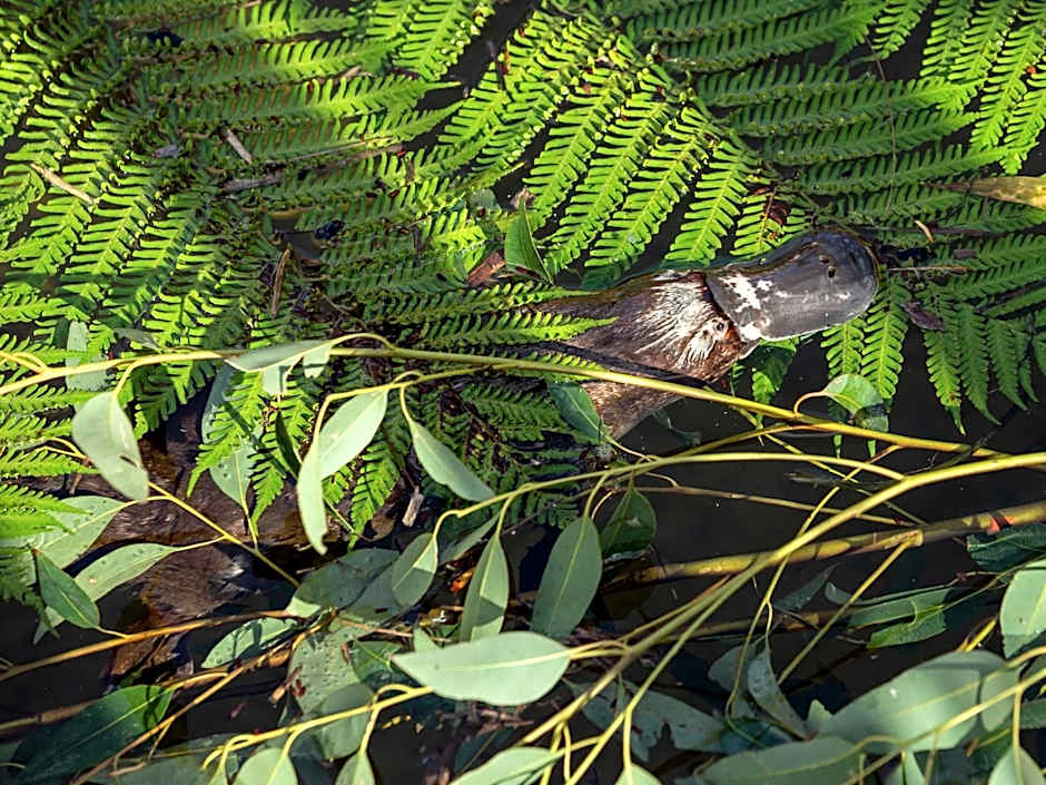 Wildlife Retreat at Taronga