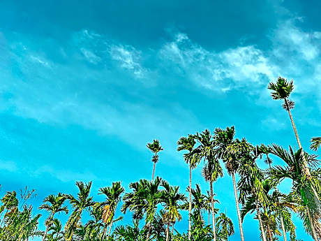 Areca Muine Homestay