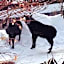Hotel Andermatt
