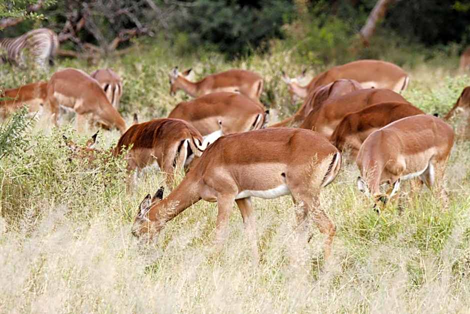 Ezulwini Game Lodge