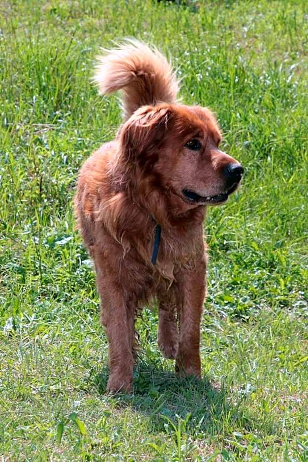 Domki w Smolniku z możliwością apiterapii
