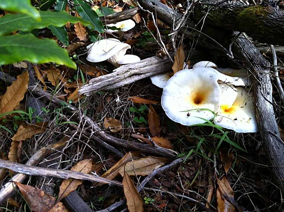 Paradise on The Boulevard - 90 Mile Beach Holiday Home