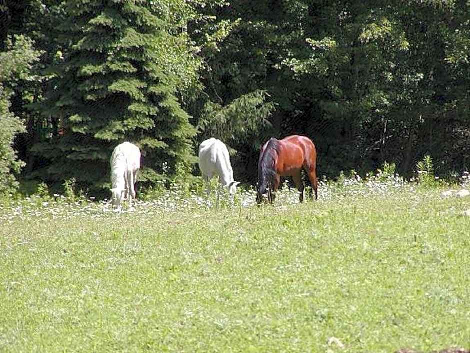 The Inn on the Horse Farm