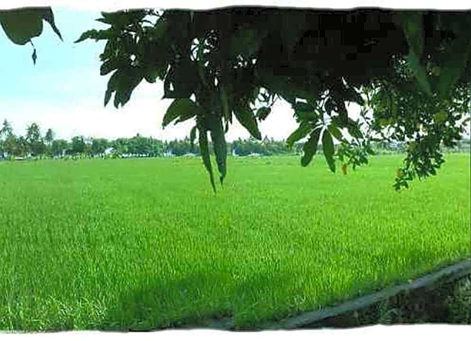 Sawah Lovina