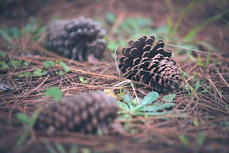 Misty Mountain Reserve