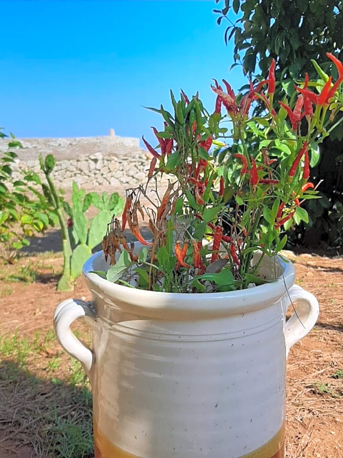 Tenuta L'Alba di monte Matino