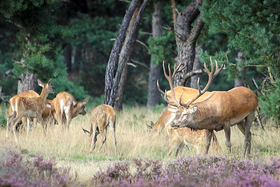 Duin-Vliet - Free parking