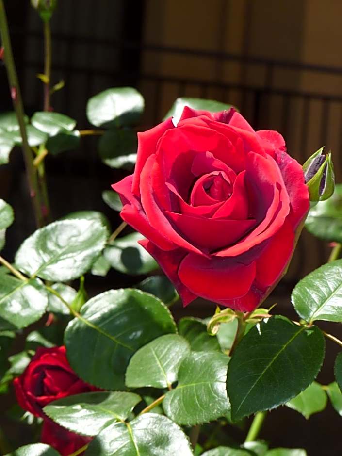 Apartment Tourist Complex Rose Village