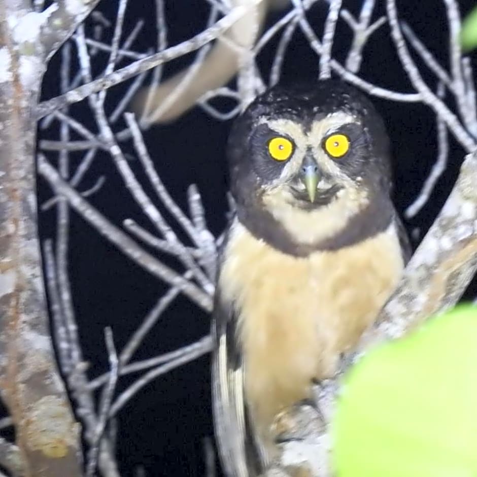 Aruá Observação de Vida Silvestre