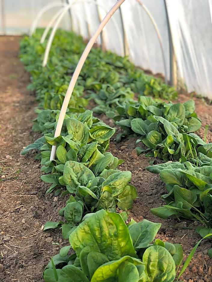 LindenGut Bio Hotel & Bio Herberge