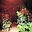 Canario Bungalows