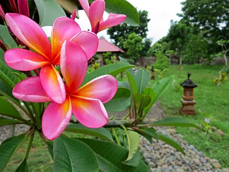 TEGAL SARI, Pemuteran- North Bali