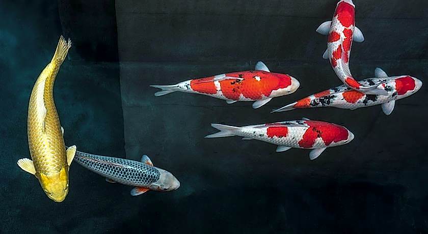 Zen Kyoto Apartment Hotel