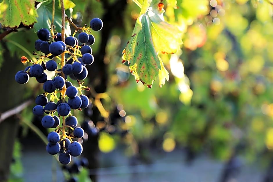 Le Bonheur- Suite Cognac