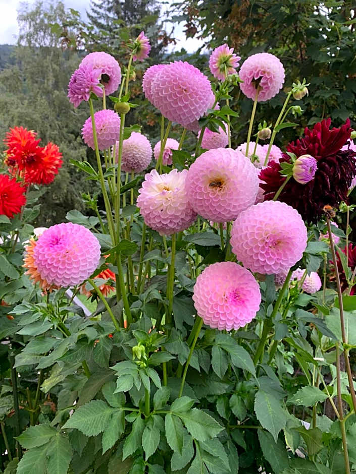 Apartment Hotel Elvis