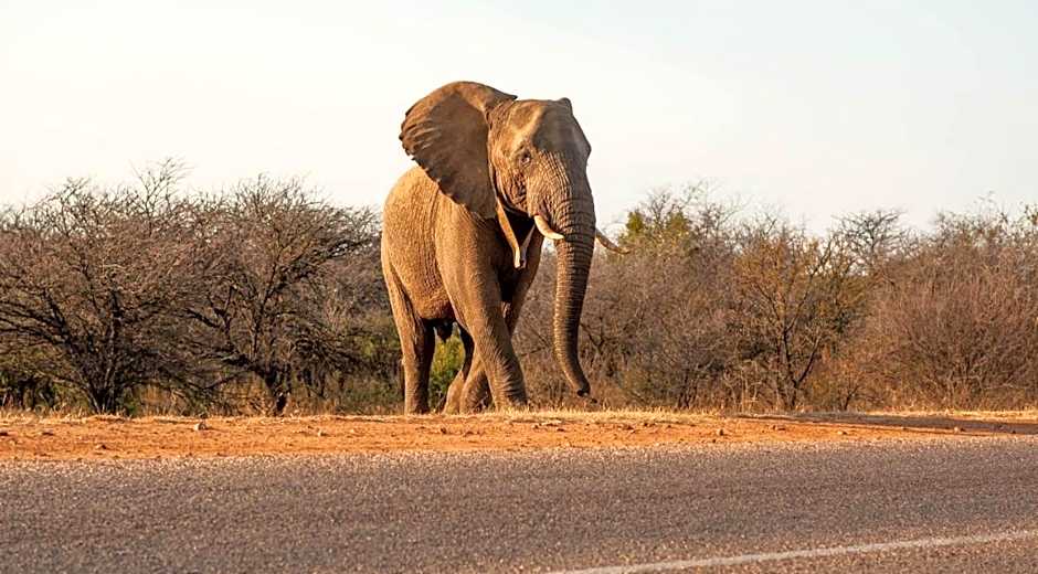 Tamboti Bush Lodge