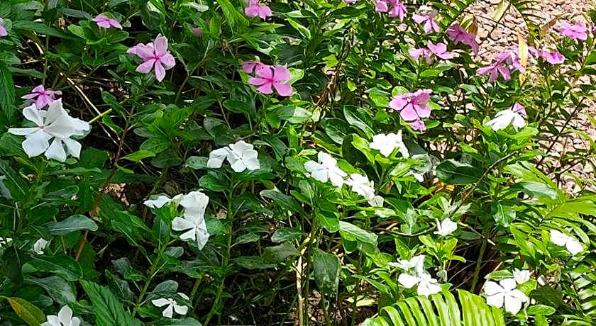 Coco Bay Guest House