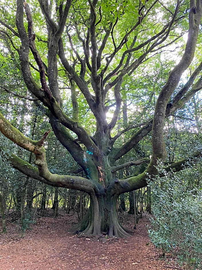 L'Hôtié de Brocéliande, au coeur des sites naturels et légendaires