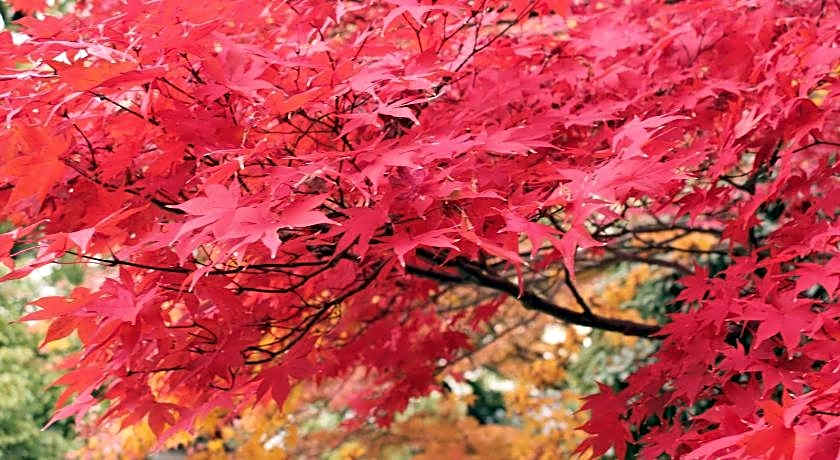 Hotel M's Est Shijo Karasuma