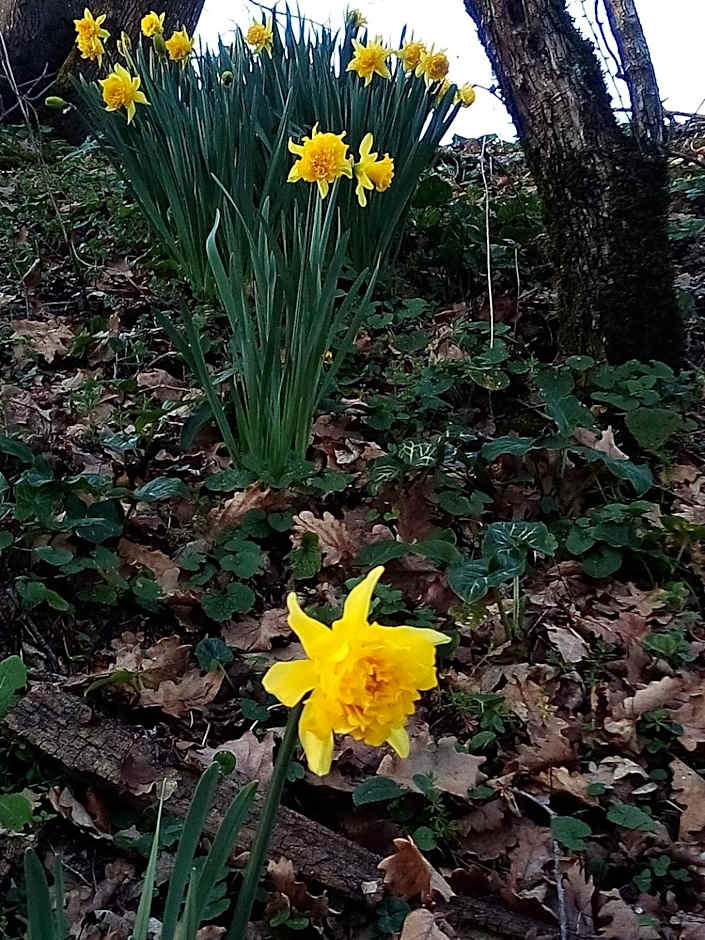 Chambre au Domaine Spa-piscine sauna