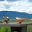 Residence Fiesole