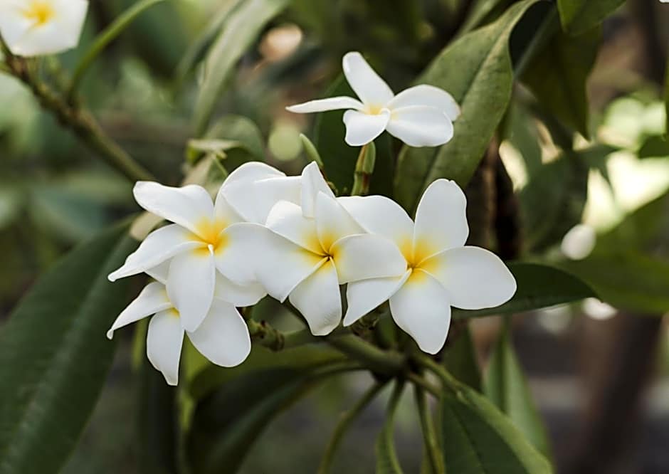 Bohemia Suites & Spa - Adults Only