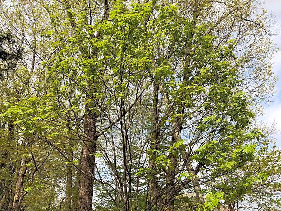 kinugawaonsen Fukumatsu