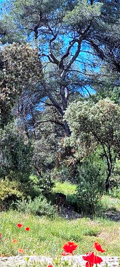 LES BOIS DE ZOLA entre Provence et Luberon