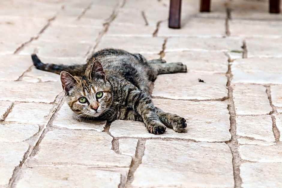 Abbraccio del Carrubo