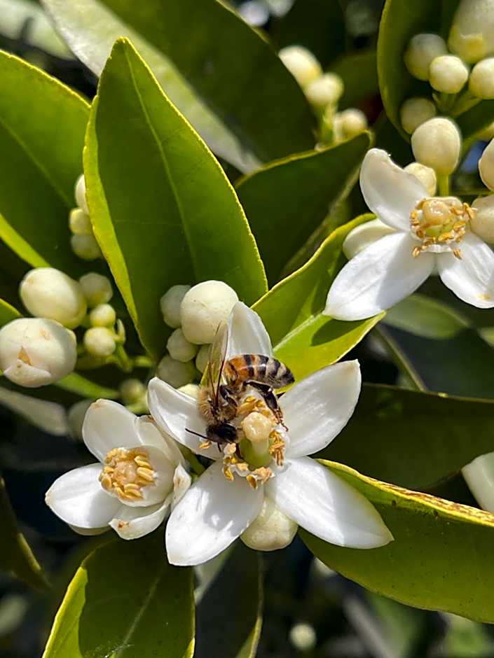 S'Arenada Hotel - Adults Only