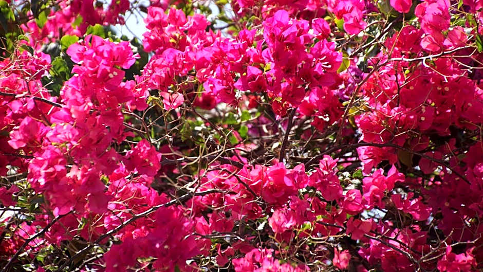 Half Moon Blue Hotel