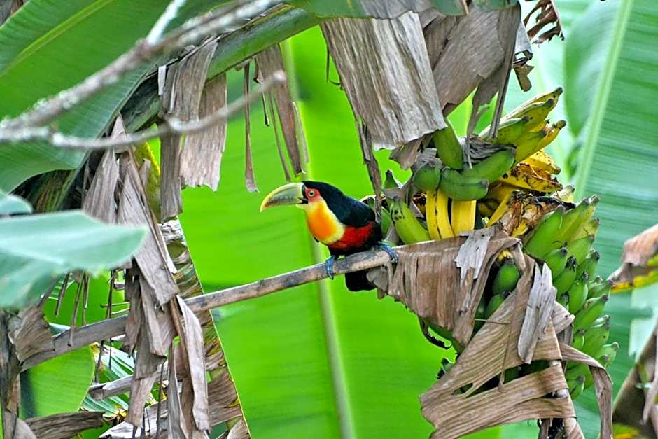 Pousada Encanto da Bocaina - Serra da Bocaina