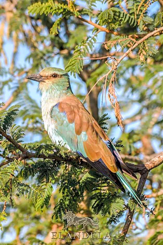 Elandela Private Game Reserve and Luxury Lodges Pty Ltd