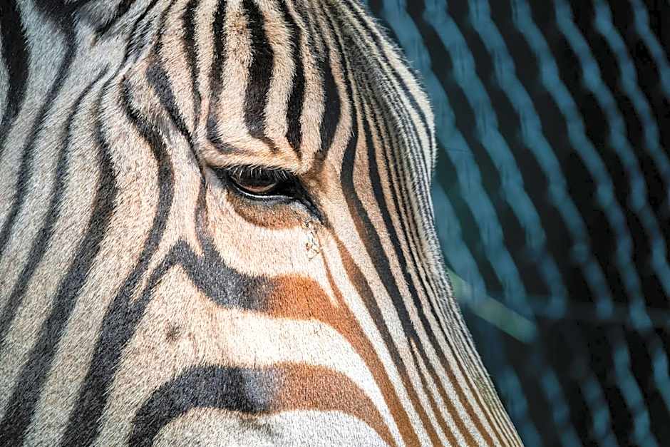 African Hills Safari Lodge & Spa