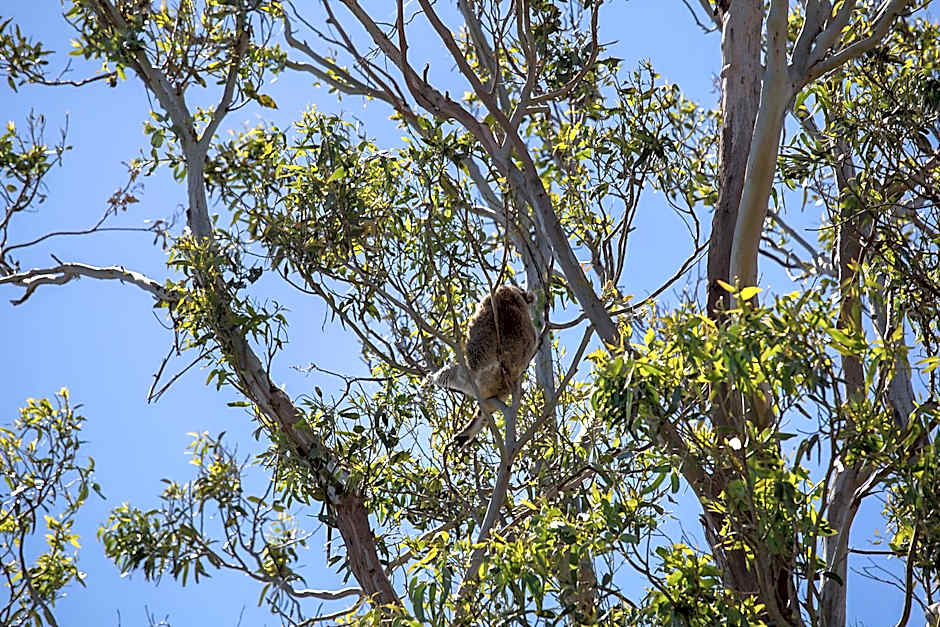 Portland Tourist Park