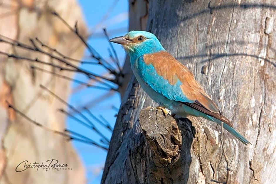L'Oiseau Bleu PEACOCK