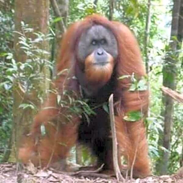 ORANGUTANTREKSUMATRA & LOVELY JUNGLE LODGE only book IF you are treking with us