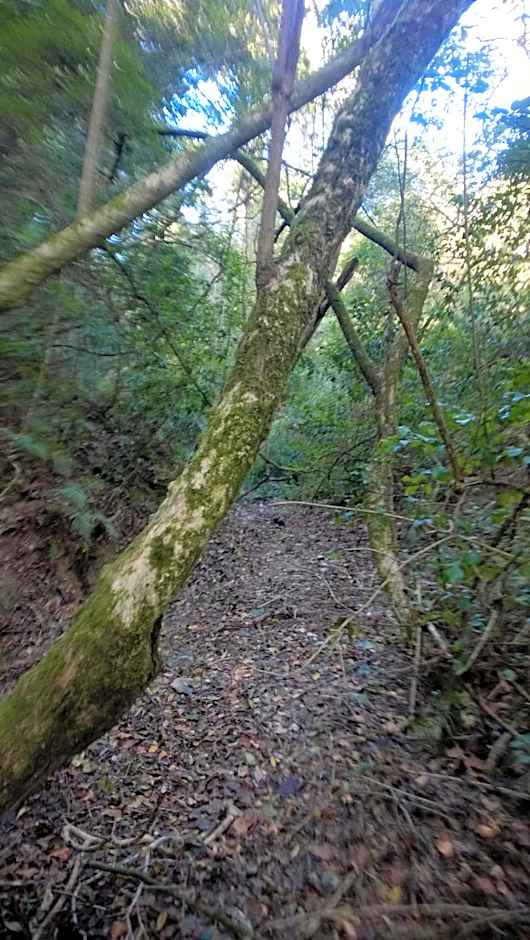 Green Hills Forest Lodge