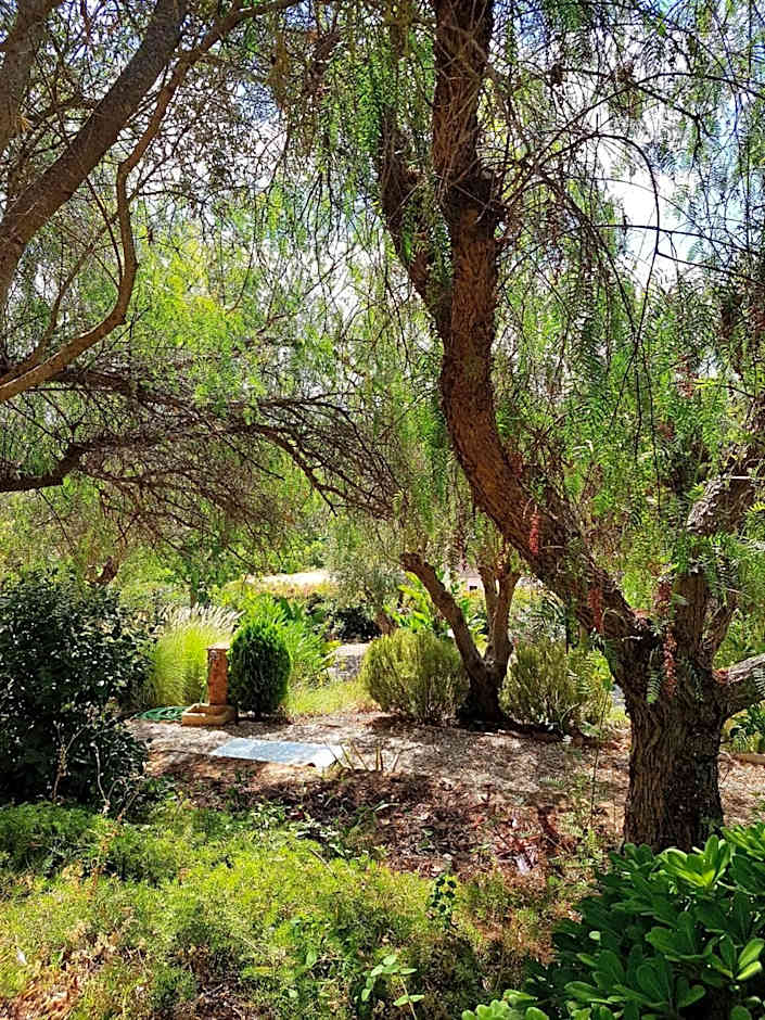 Gato Preto de Silves - Adults Only