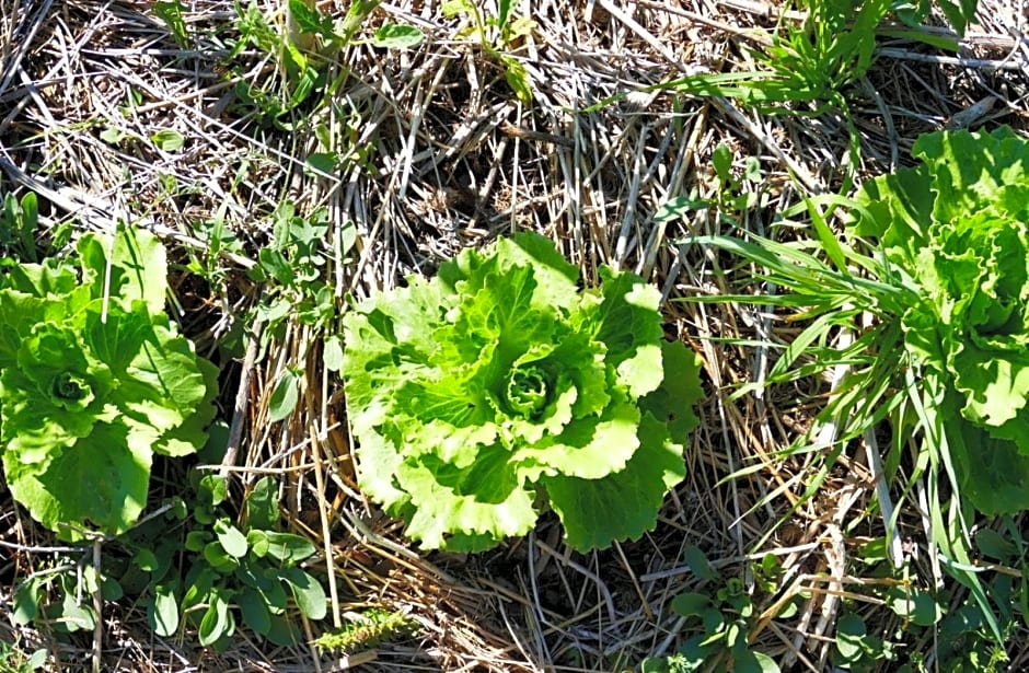 Affittacamere Soleluna