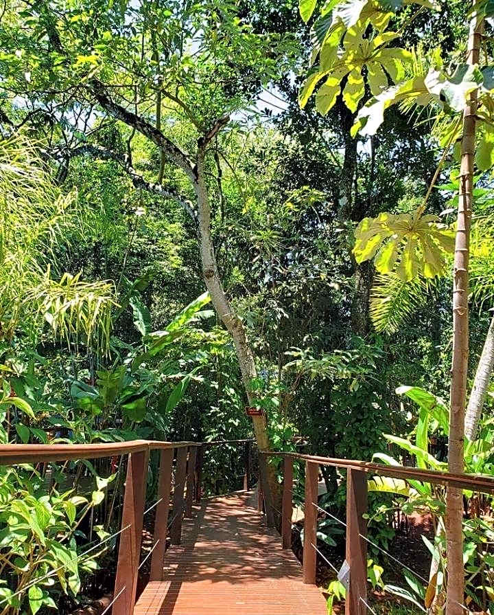 Selva de Laurel