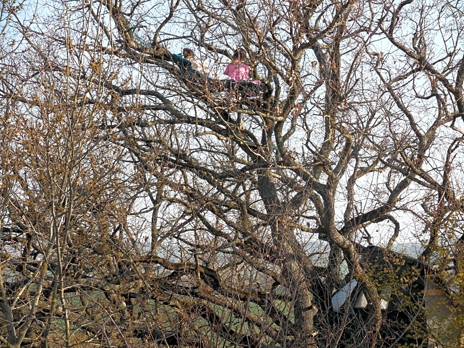 B&B La Cabane Insolite