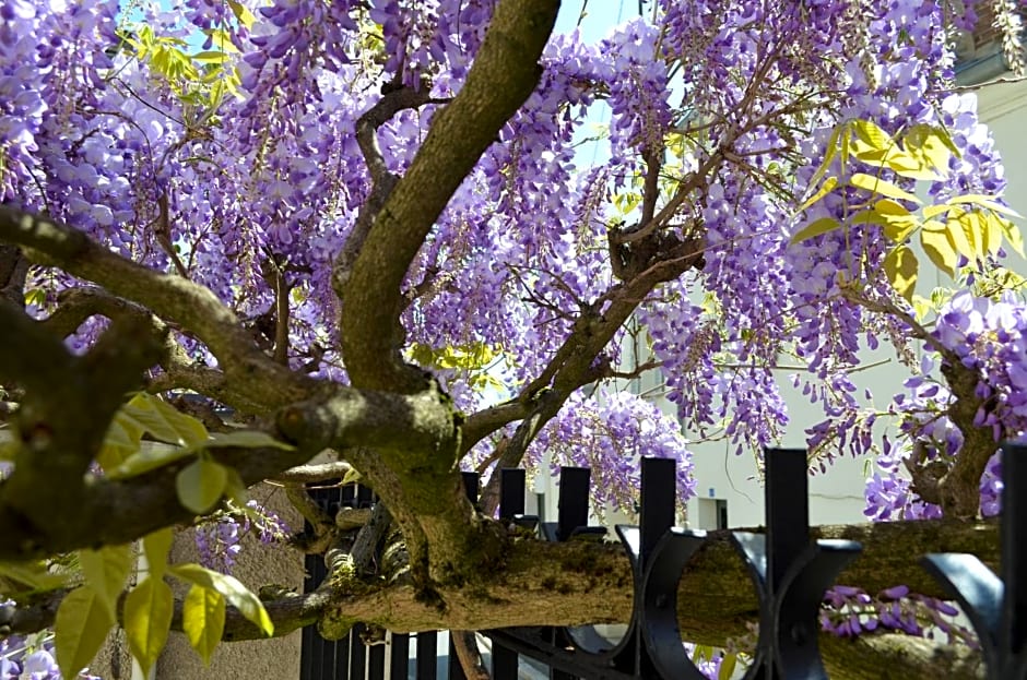 Wisteria